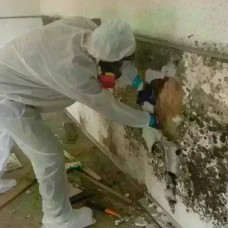 Mold Remediation and Removal in Roxboro, NC